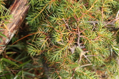 Juniperus formosana