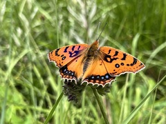 Catacroptera cloanthe