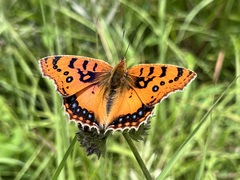 Catacroptera cloanthe