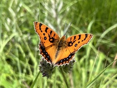 Catacroptera cloanthe
