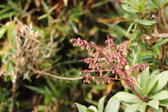 Pieris japonica taiwanensis
