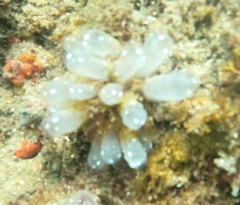 Polycitor giganteus