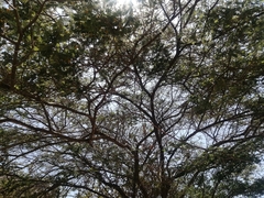 Vachellia macracantha