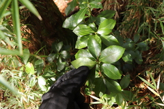 Pieris japonica taiwanensis