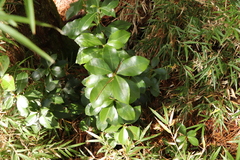 Pieris japonica taiwanensis