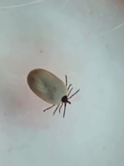 Ixodidae