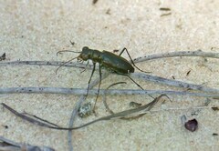 Cicindela punctulata punctulata