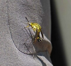 Lepidophora lepidocera