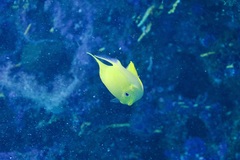 Amblyglyphidodon aureus