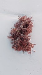 Sargassum fluitans