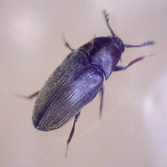 Trixagus dermestoides