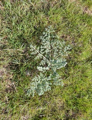 Prangos odontalgica