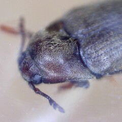 Trixagus dermestoides