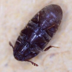 Trixagus dermestoides