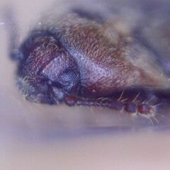 Trixagus dermestoides
