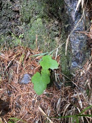 Rubus formosensis