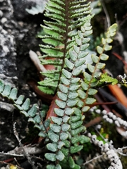 Astrolepis crassifolia