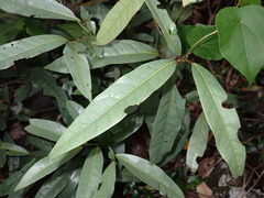 Beilschmiedia elliptica