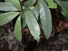 Beilschmiedia elliptica