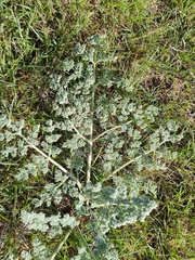 Prangos odontalgica