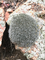 Coscinodon calyptratus