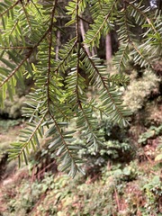 Tsuga chinensis