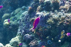 Mirolabrichthys tuka