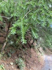 Tsuga chinensis