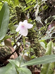 Codonacanthus pauciflorus