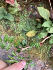 Rubus pungens oldhamii