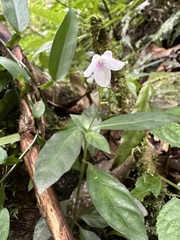 Codonacanthus pauciflorus