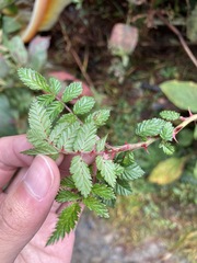 Rubus pungens oldhamii