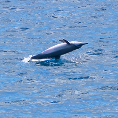 Stenella longirostris