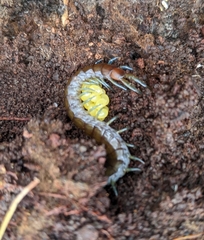 Cormocephalus esulcatus