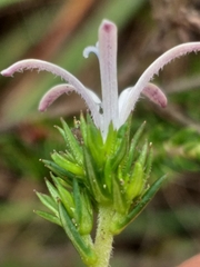 Wahlenbergia rubens