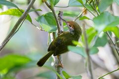 Orthotomus atrogularis