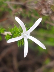 Wahlenbergia rubens