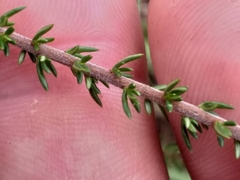 Wahlenbergia rubens