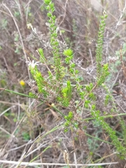 Wahlenbergia rubens