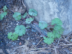 Geranium rotundifolium