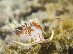 Phidiana militaris