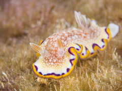 Goniobranchus obsoletus