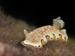 Goniobranchus obsoletus