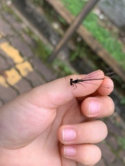 Prodasineura verticalis