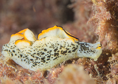 Elysia ornata