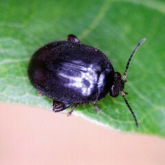 Scirtes hemisphaericus