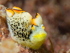 Elysia ornata