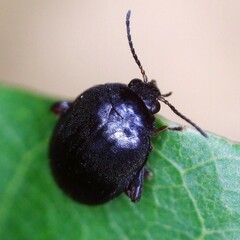 Scirtes hemisphaericus