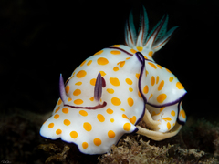 Goniobranchus annulatus