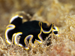 Pseudoceros prudhoei